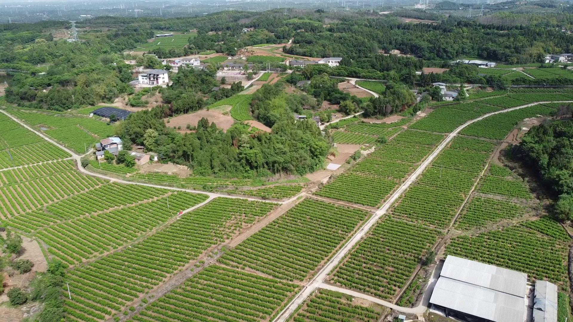 天虹现代蚕桑基地